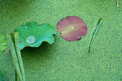 《范马刃牙：血之竞技场》Steam正式推出 爆裂漫改2D战斗